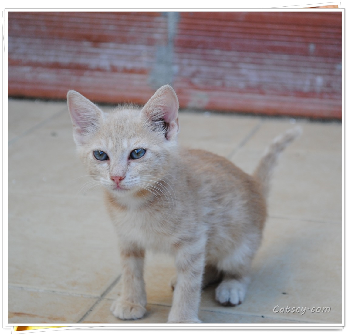 A light colored kittens with blue eys
