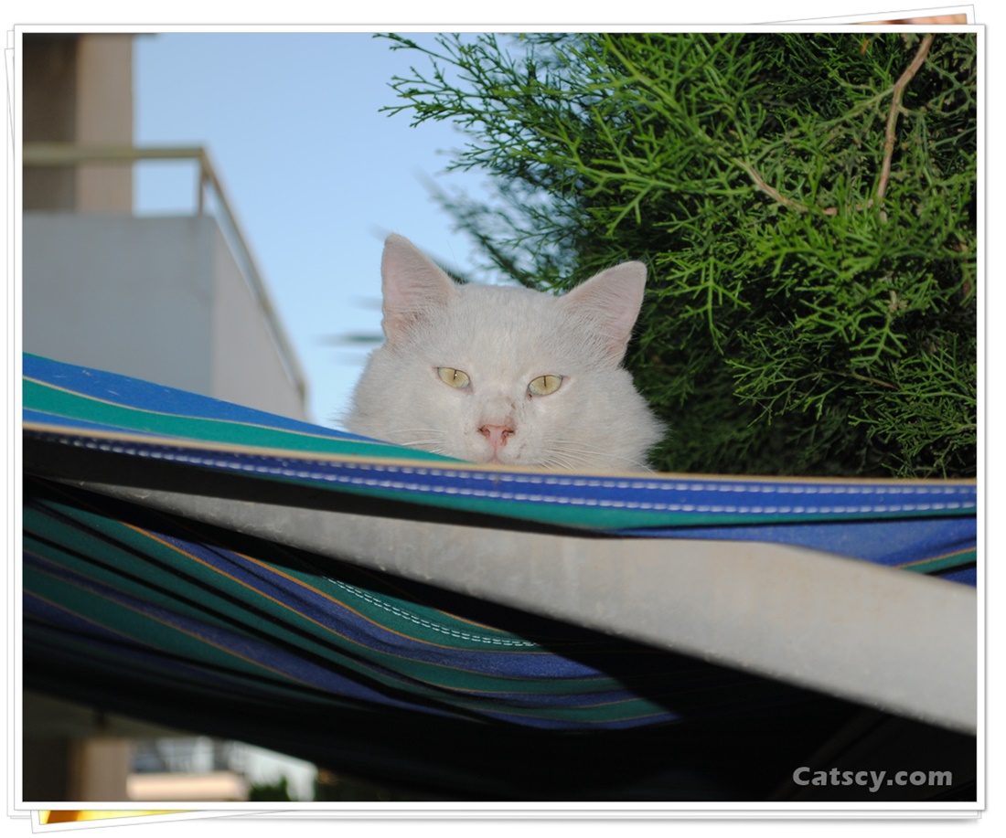 An alpha male white cat is showing just his head on top of a tent