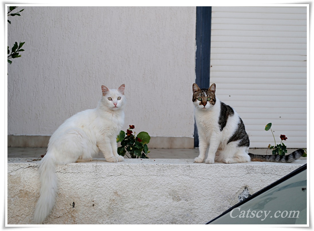 2 adult stray cats on a white wall
