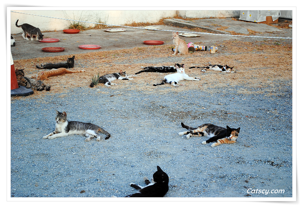 Overa dozen semi feral cats are patiently waiting at a feeding station in Larnaca, Cyprus