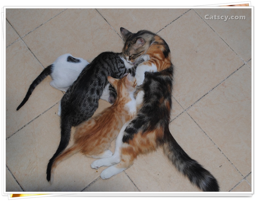 3 older kittens, with diferrent colors, are breastfeeding
