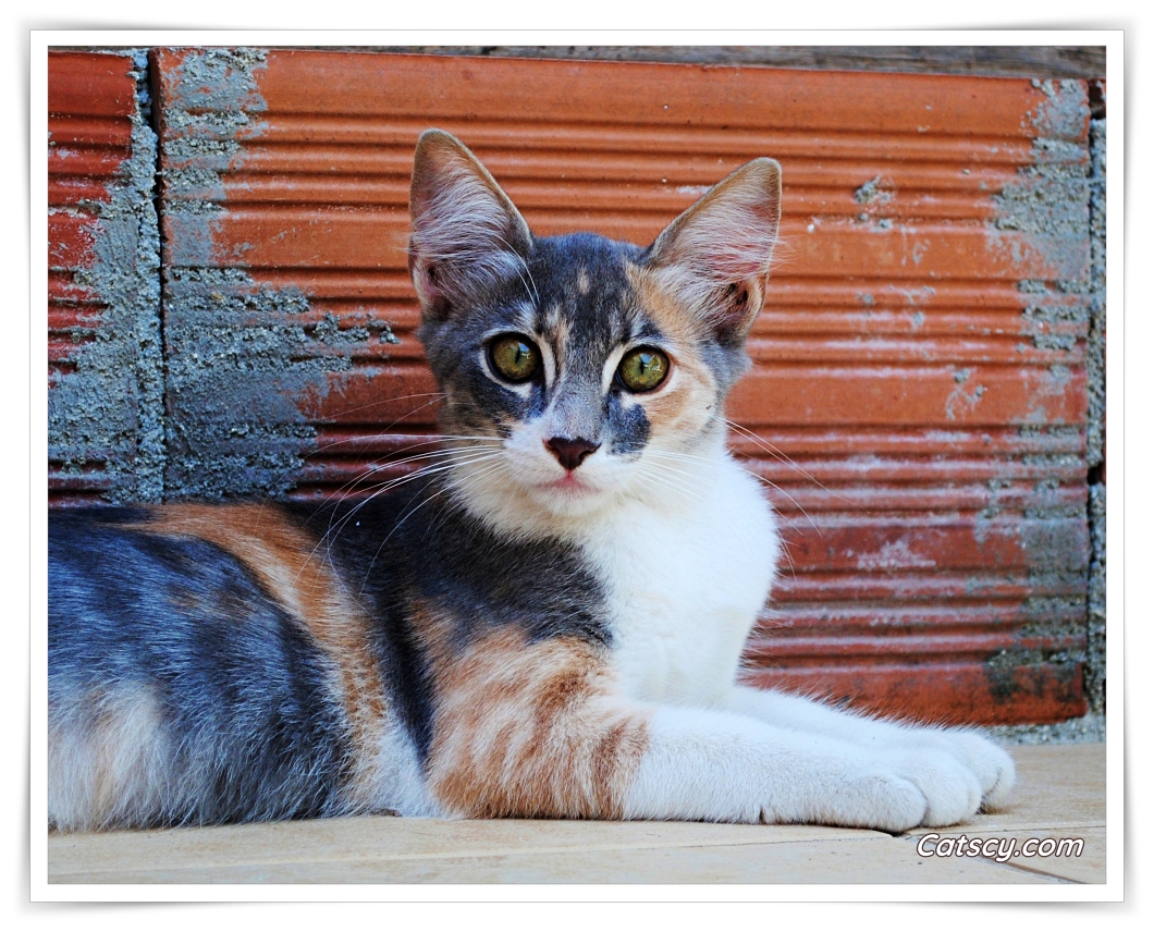 Semi-feral calico cat resting against a red brick wall in Cyprus, alert and watching her surroundings