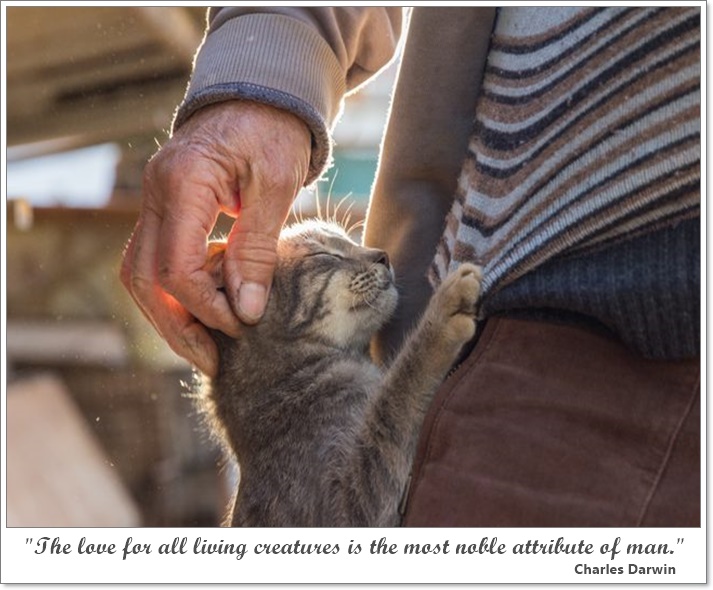 An old hand caresses a purring cat