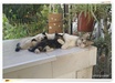 2 older Cyprus  kittens breasfeeding
