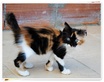 A tri color Cyprus feral kitten