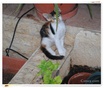  A young female tri-color Cyprus cat in a garden!