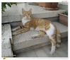 A ginger cat is laying relaxed at the stairs of a veranda