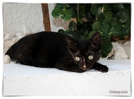A black oldet Cyprus kitten is laying on a white wall